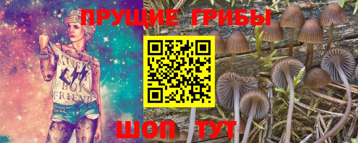 Галлюциногенные грибы прущие грибы  Вход с VPN  где продают наркотики  Галлюциногенные грибы Psilocybe  Малгобек 